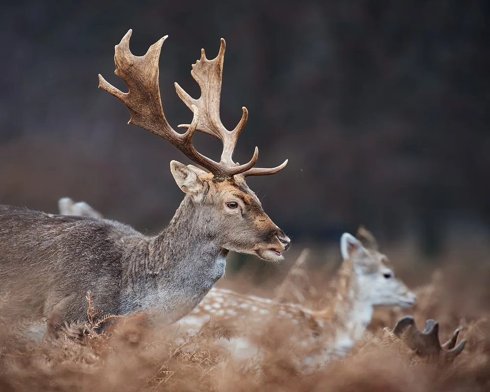 Fallow deer buck (Dama dama) with palmate antlers and a doe in bracken
