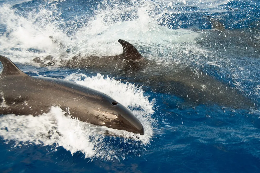 False killer whales (Pseudorca crassidens) surfacing through white spray