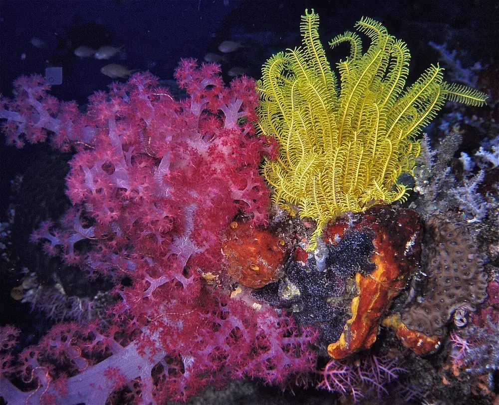 Yellow feather star (Comaster schlegelii) beside pink soft coral on a reef