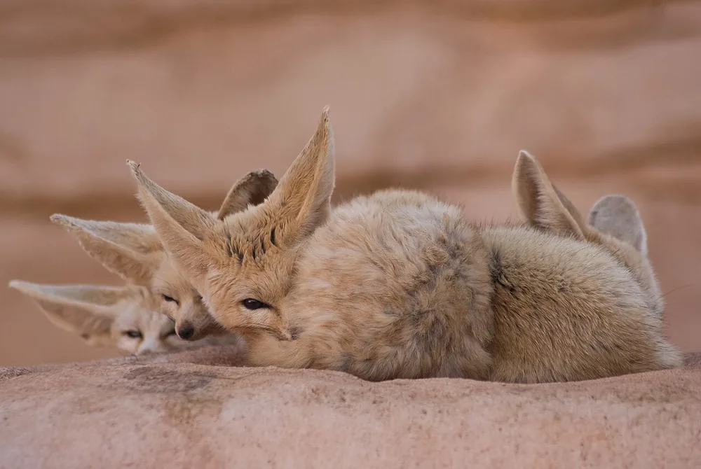 A group of fennec foxes (Vulpes zerda) resting together on a rock, showing their huge ears