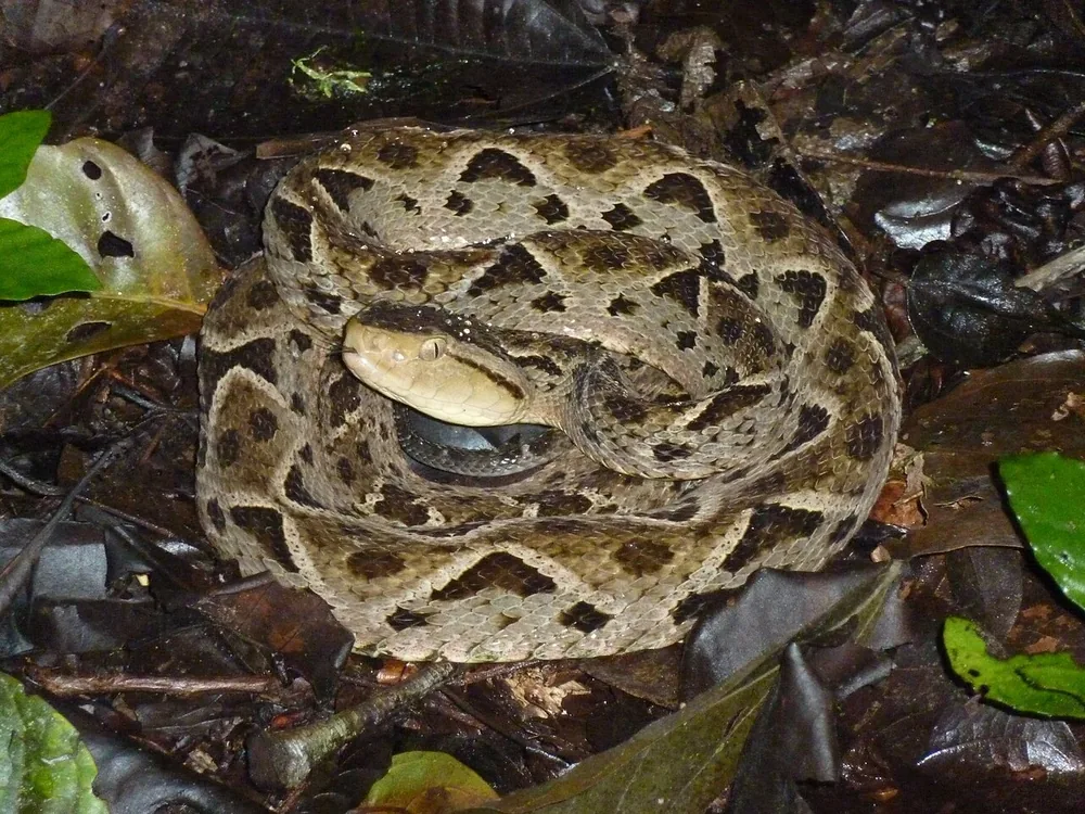 Fer-de-lance or terciopelo (Bothrops asper) coiled among dead leaves