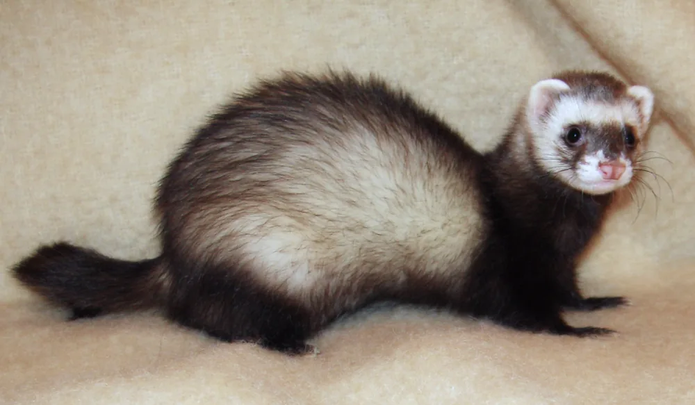 Pet ferret (Mustela furo) with dark mask and cream body on a soft blanket