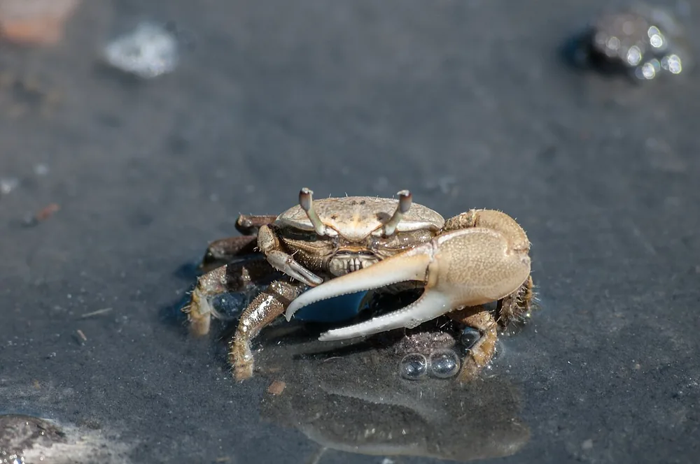 Male fiddler crab with one huge pale claw on wet mud