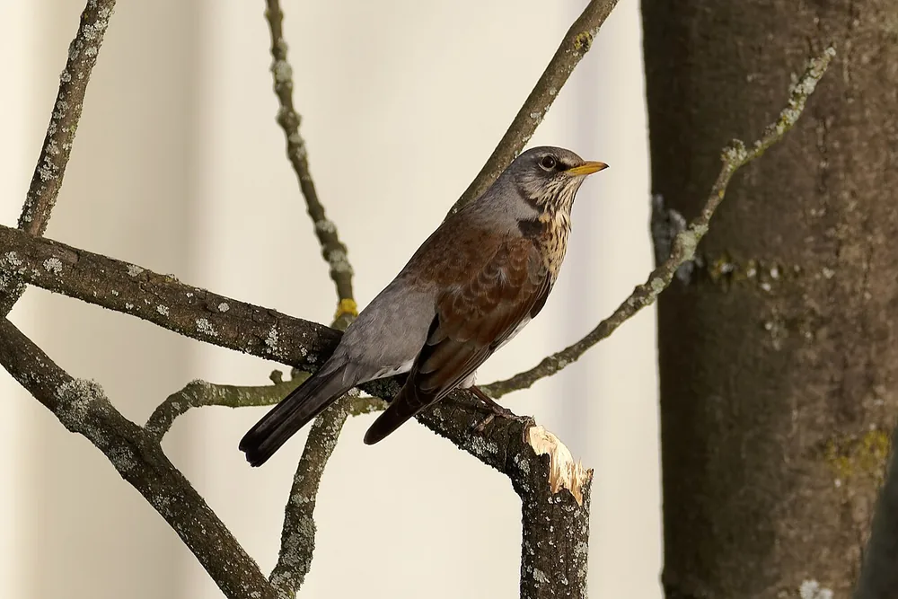 Fieldfare (Turdus pilaris) with grey head and chestnut back perched on a branch