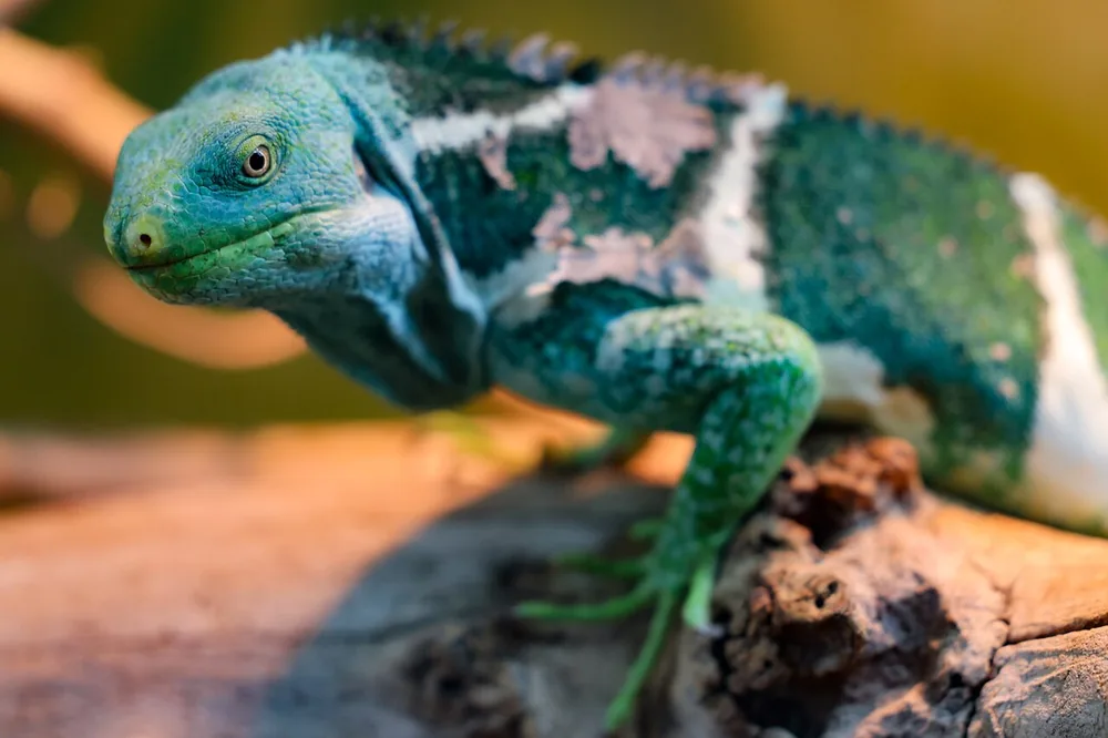 Fiji crested iguana (Brachylophus vitiensis) green with white bands on a branch