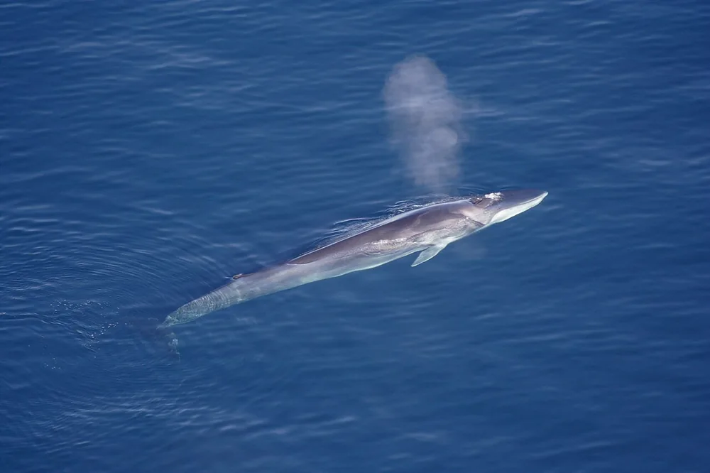 Fin whale (Balaenoptera physalus) seen from the air, blowing a spout of spray