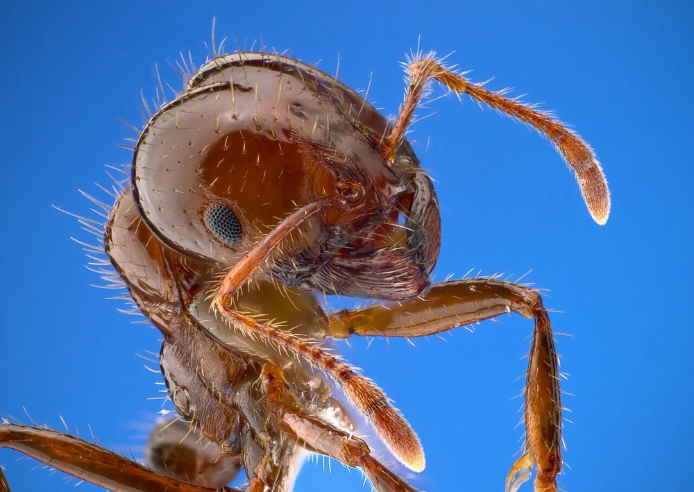 Red imported fire ant worker (Solenopsis invicta) close-up on a blue background