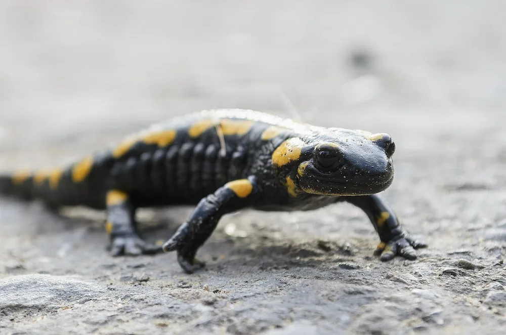 Fire salamander (Salamandra salamandra) black with yellow spots walking on rock