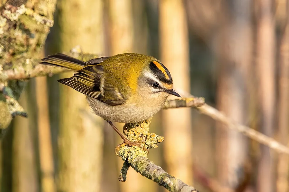 Firecrest (Regulus ignicapilla) showing its orange crown stripe and white eyebrow