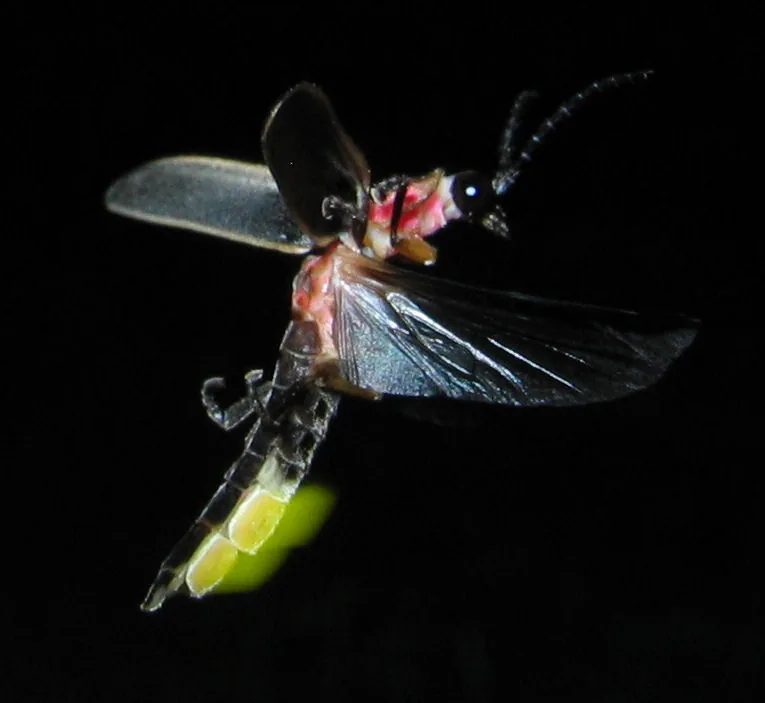 Common eastern firefly (Photinus pyralis) in flight with its abdomen glowing yellow-green