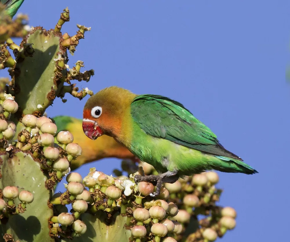 Fischer’s lovebird (Agapornis fischeri) with orange face and green body feeding on a plant