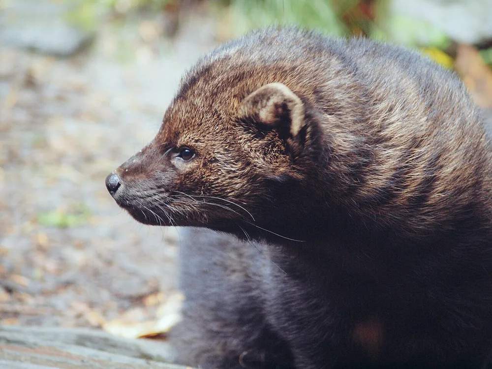 Fisher (Pekania pennanti) close-up of its head and dark brown fur