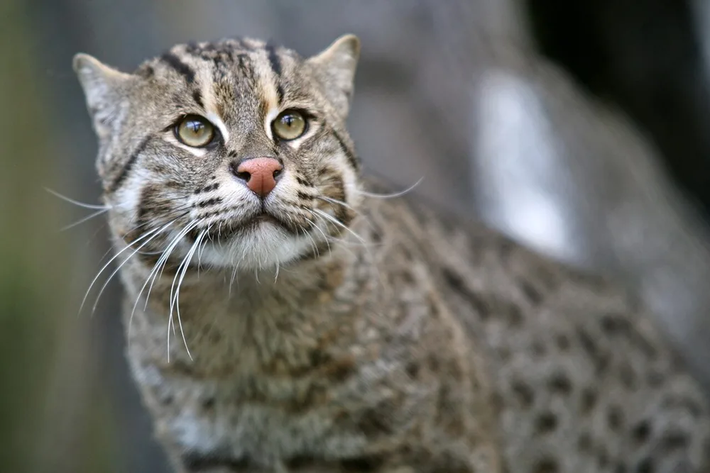 Fishing cat (Prionailurus viverrinus) face with spotted, striped fur