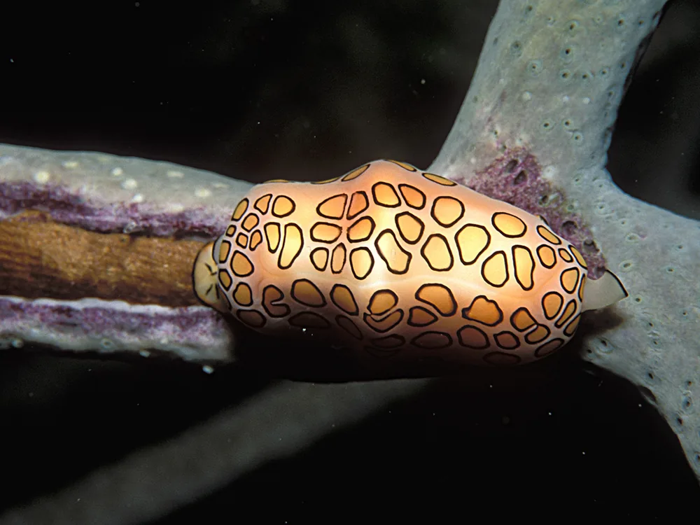 Flamingo tongue snail (Cyphoma gibbosum) with orange, black-ringed pattern on a sea fan