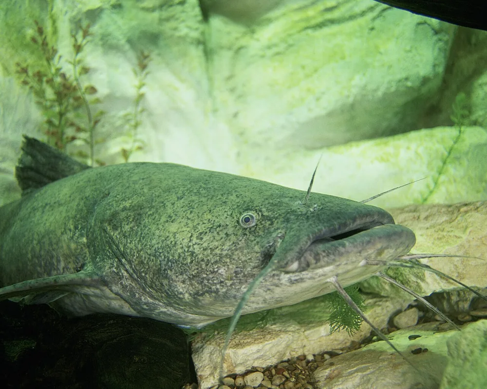 Flathead catfish (Pylodictis olivaris) showing its flat head, jutting lower jaw and barbels
