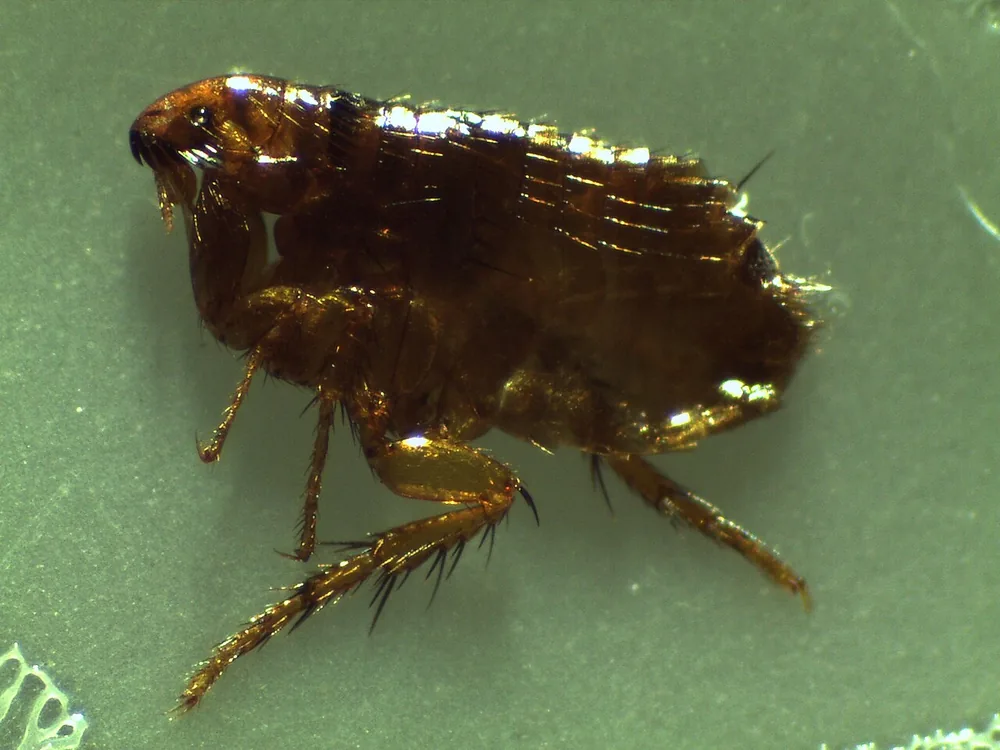 Cat flea (Ctenocephalides felis) seen under a microscope