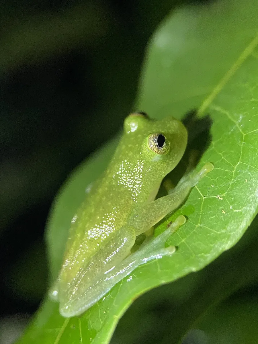 Fleischmann’s glass frog (Hyalinobatrachium fleischmanni), pale green, on a leaf