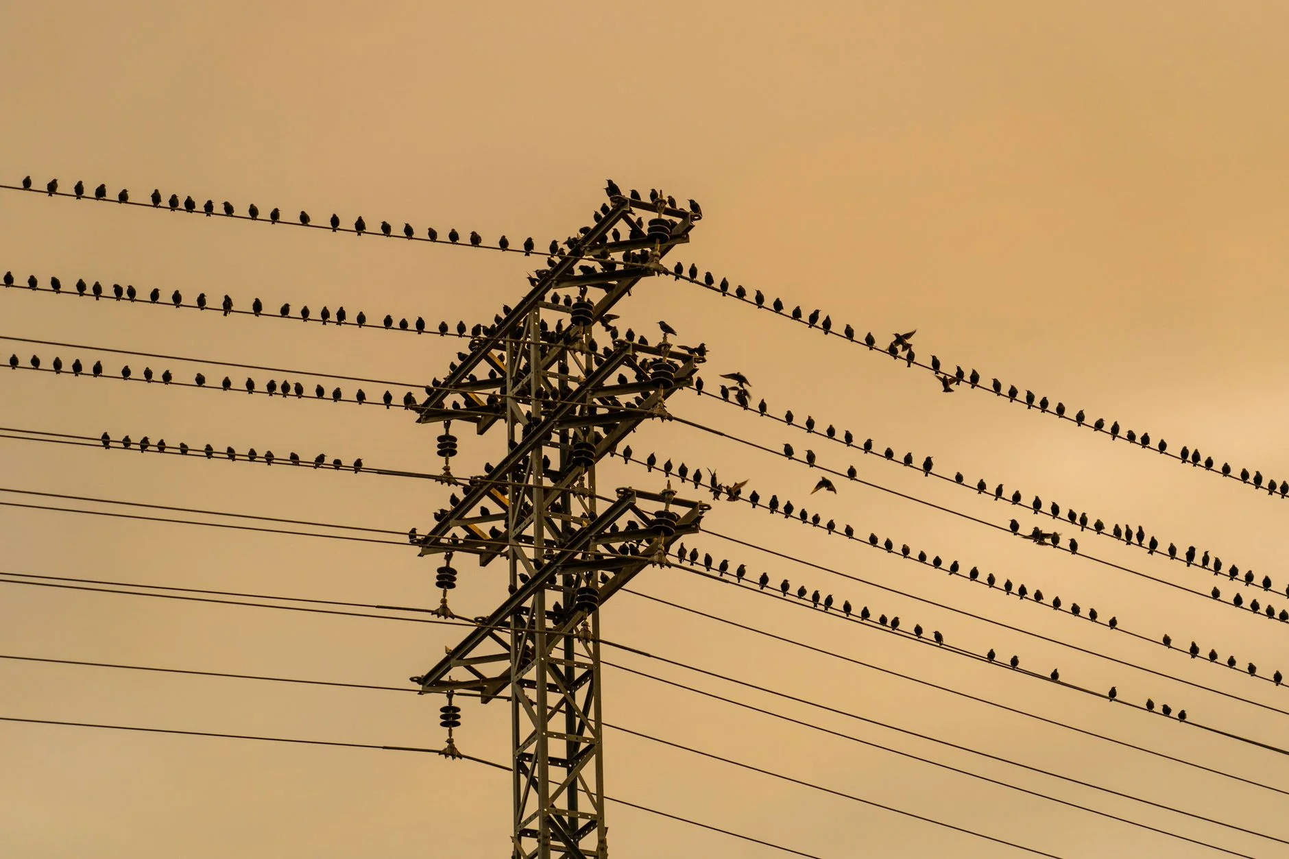 Hundreds of small birds lined along many wires and a lattice pylon against an orange evening sky