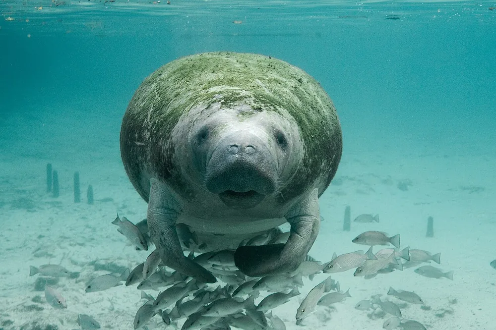 Florida manatee (Trichechus manatus latirostris) swimming towards the camera with small fish below