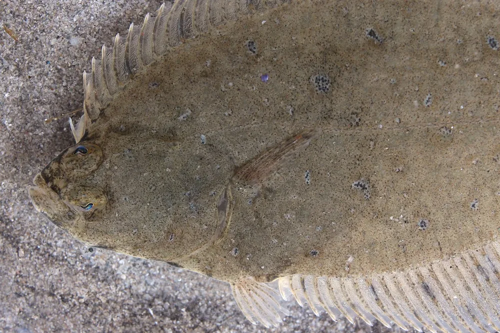 European flounder (Platichthys flesus) lying flat on sand