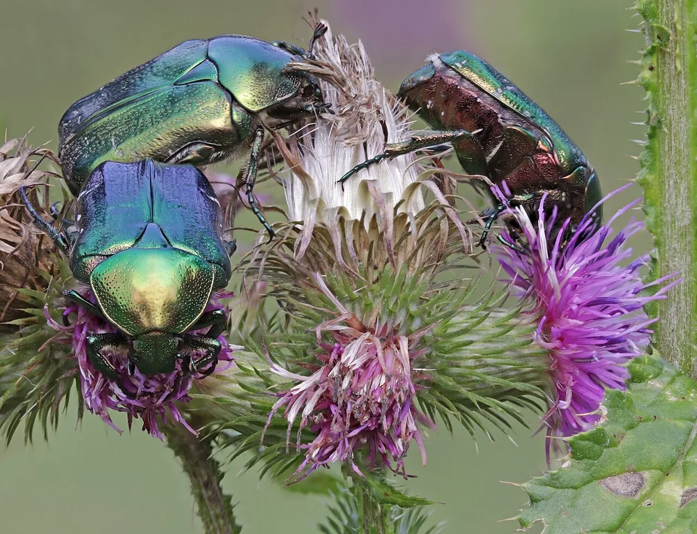 Three shiny green rose chafers (Cetonia aurata) on purple thistle flowers