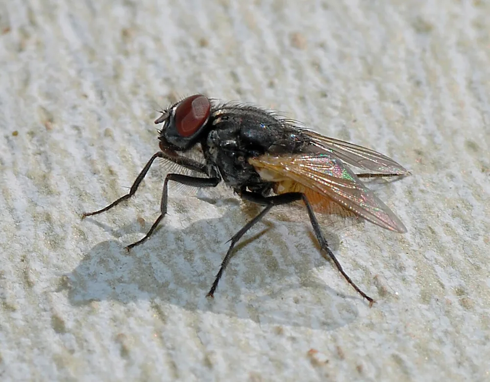Housefly (Musca domestica) standing on a pale surface