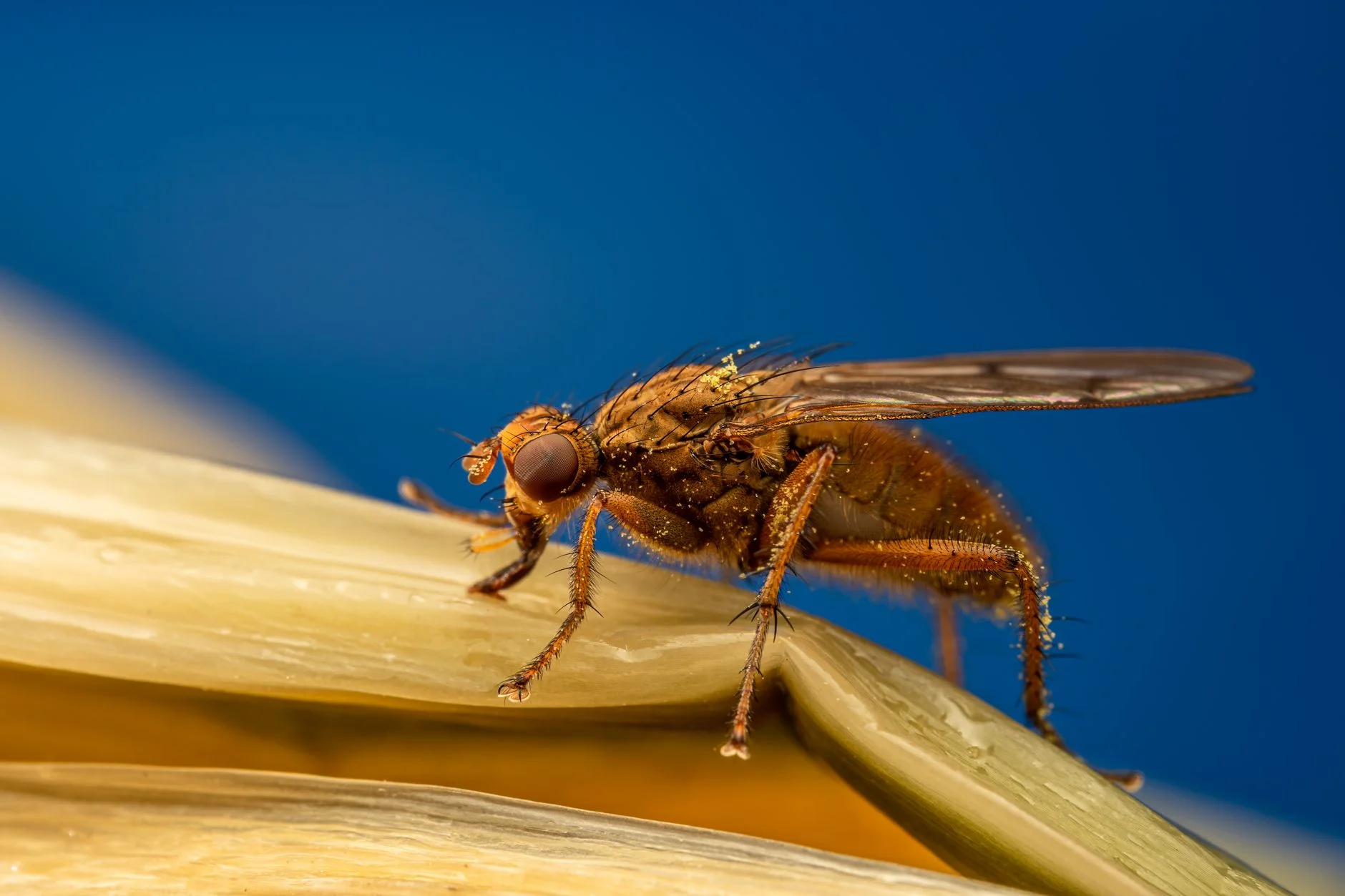 A fly perched still on a curled yellow leaf against a blue background