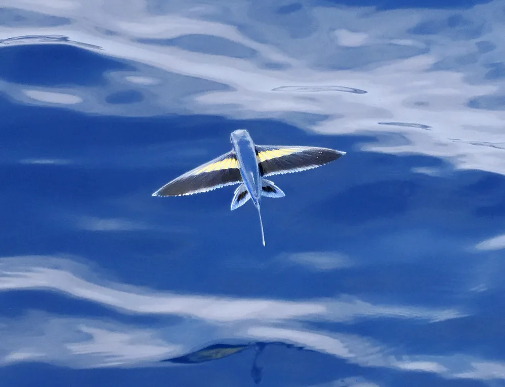 Abe’s flying fish (Cheilopogon abei) gliding above the sea with wing-like fins spread