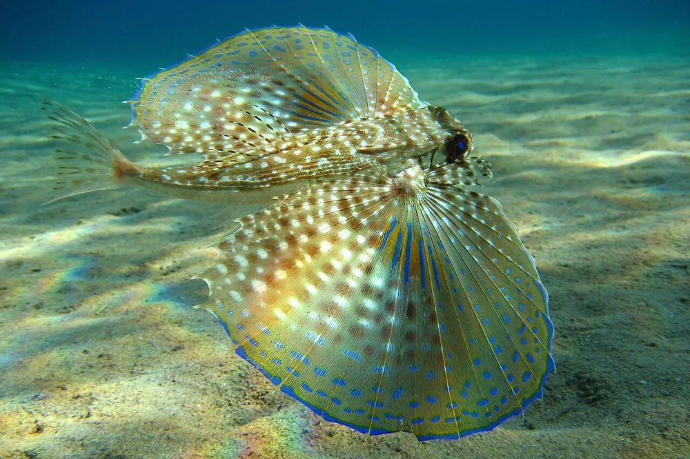 Flying gurnard (Dactylopterus volitans) with fan-like spotted fins spread over sand
