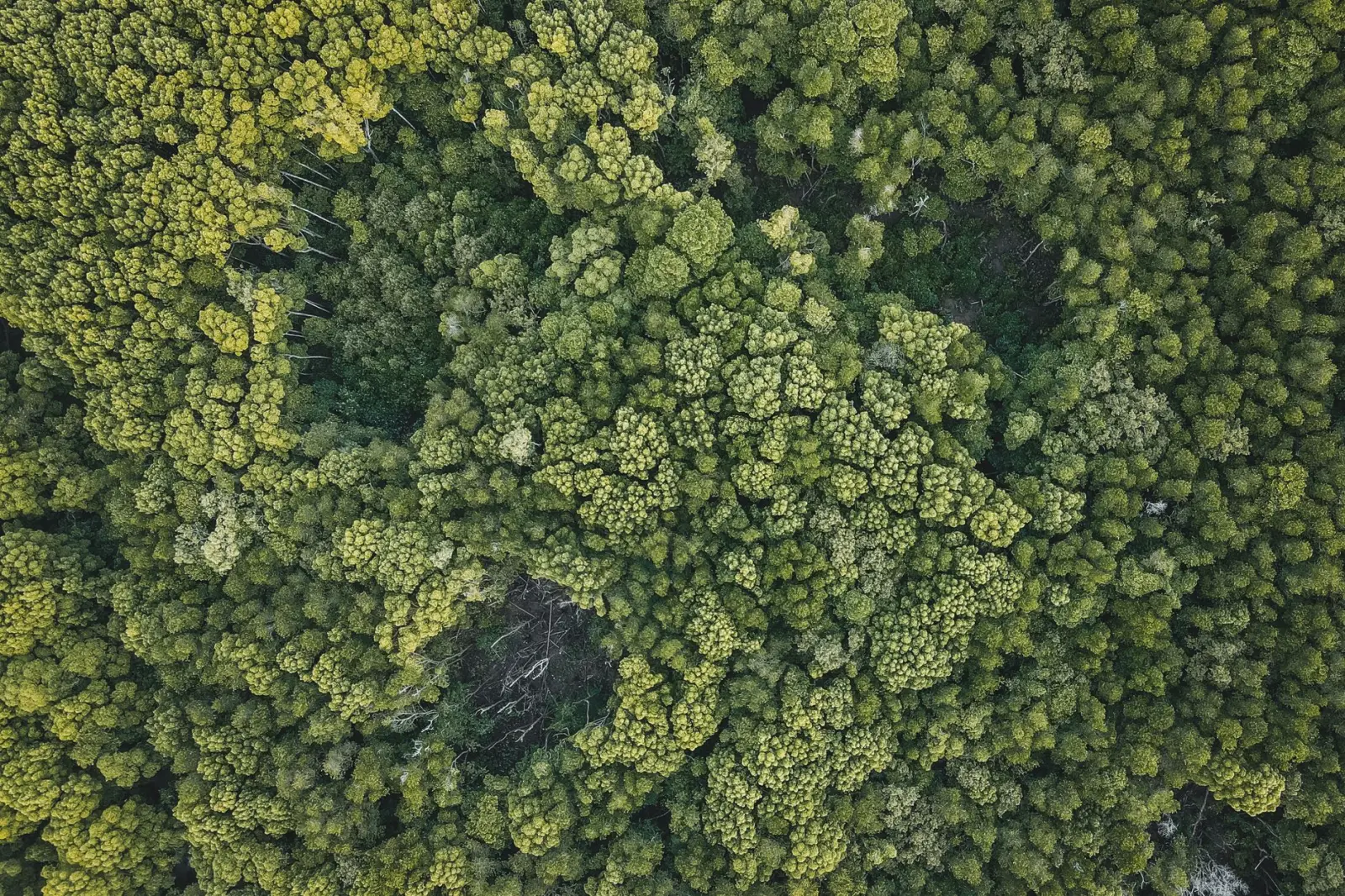 Aerial view of a dense green tropical forest canopy