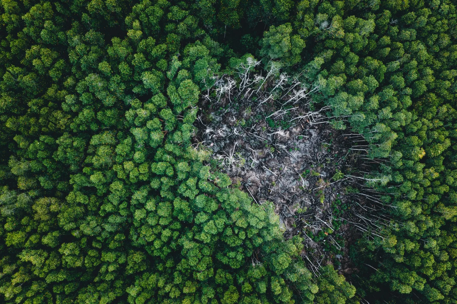 Drone view of dense green forest with a bare patch of fallen trees in the middle