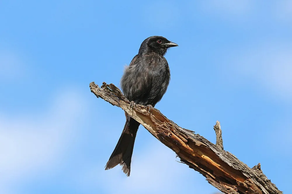 Fork-tailed drongo (Dicrurus adsimilis) with its forked tail