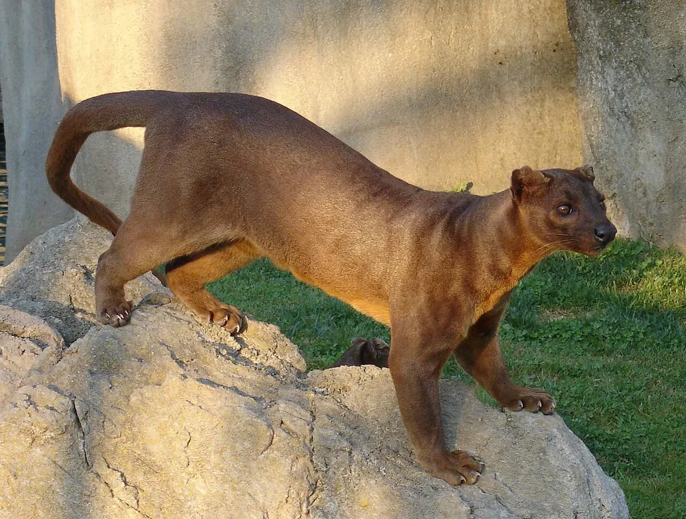 Fossa (Cryptoprocta ferox) standing on a rock, long tail raised
