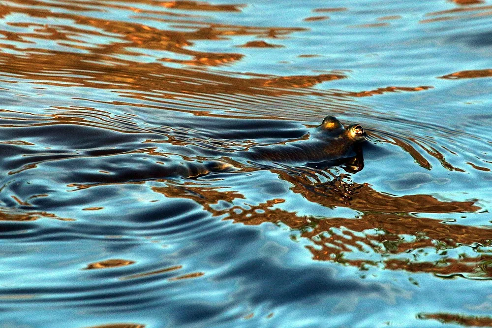 Four-eyed fish (Anableps anableps) at the water surface with its raised eyes above the water