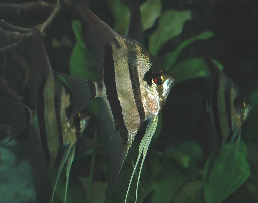 Freshwater angelfish (Pterophyllum scalare)