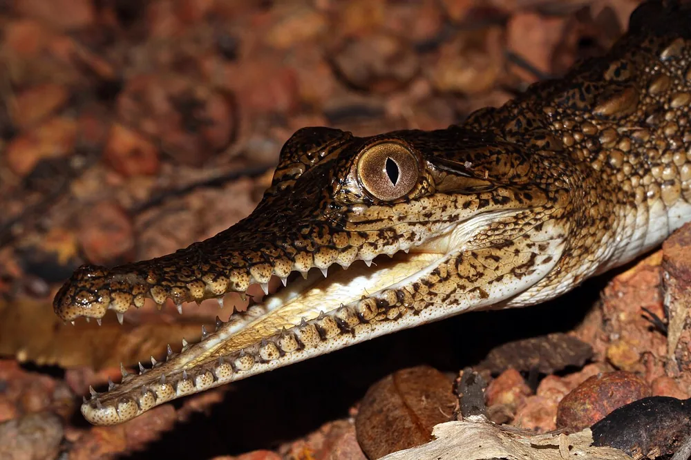 Young freshwater crocodile (Crocodylus johnstoni) head close-up showing its narrow snout and teeth