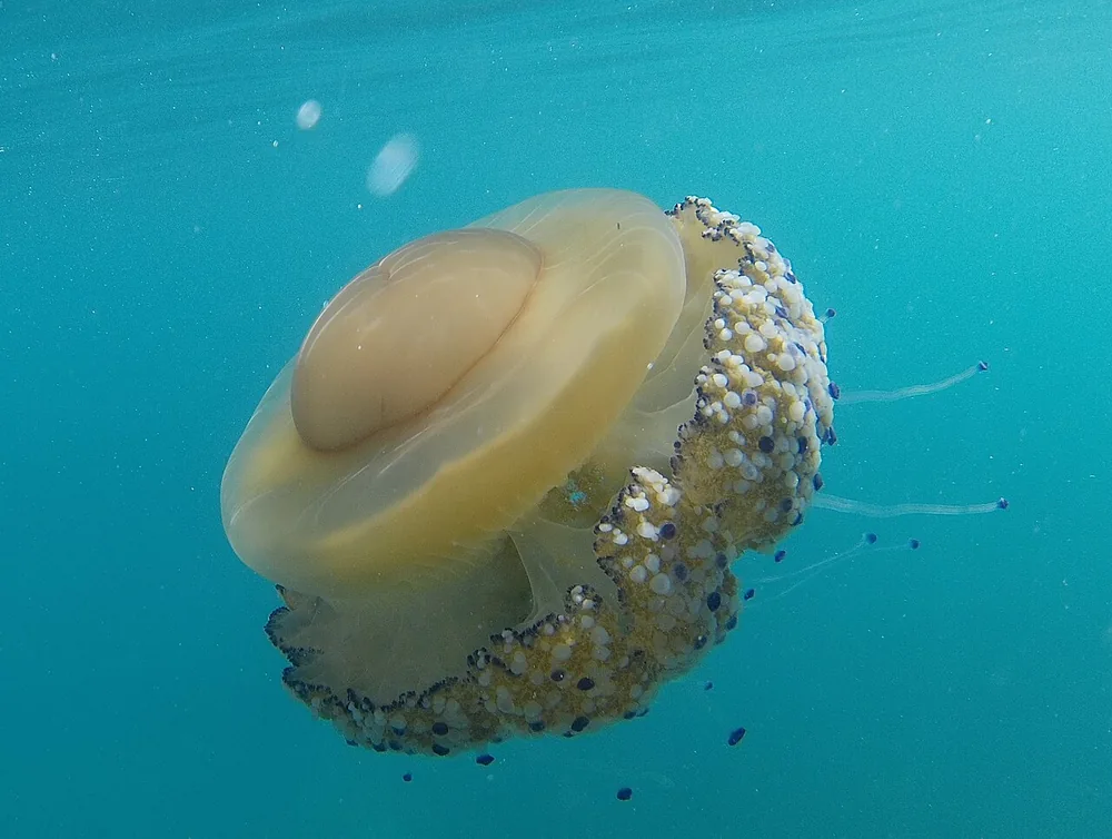 Fried egg jellyfish (Cotylorhiza tuberculata) swimming just below the surface