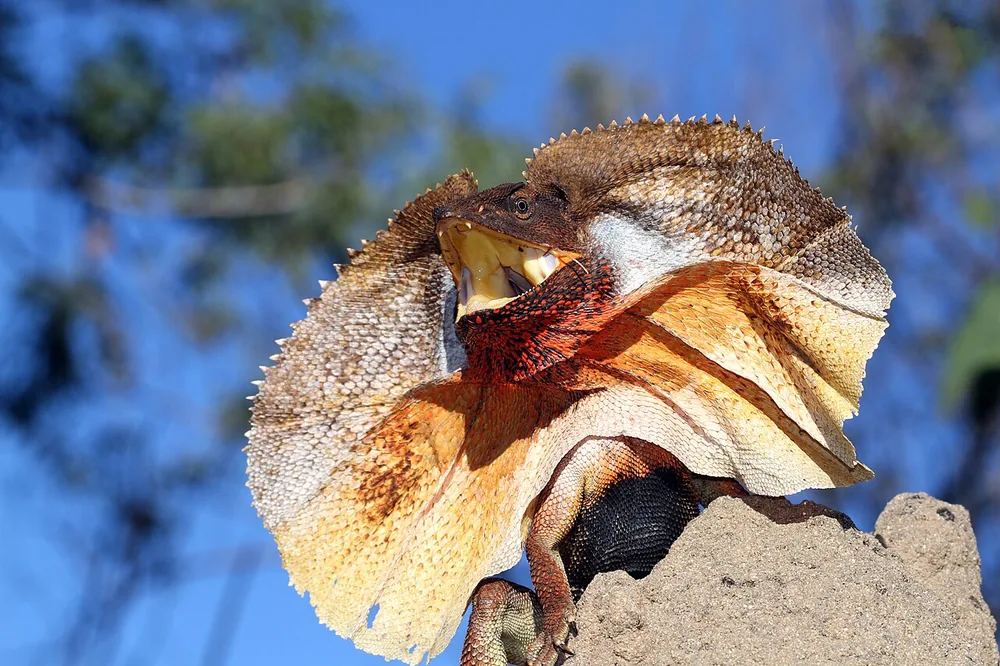 Frilled lizard (Chlamydosaurus kingii) with frill spread and mouth open on a mound of earth
