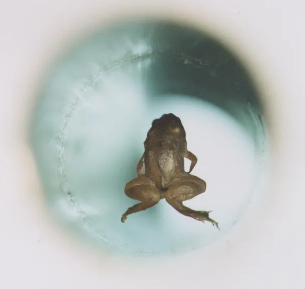 A live frog floating in mid-air inside the round vertical bore of a powerful laboratory magnet