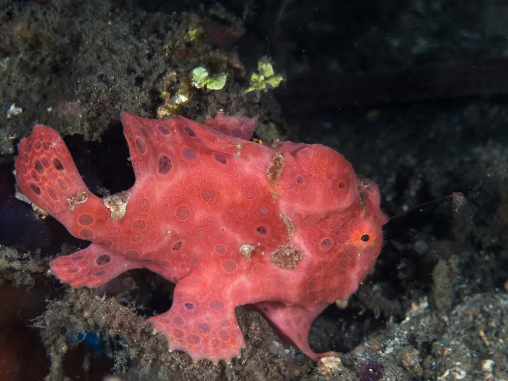 Red painted frogfish (Antennarius pictus) sitting on dark sand