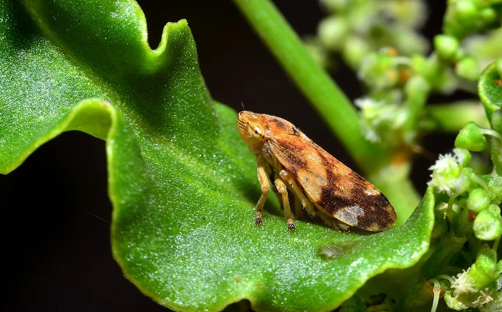 Common froghopper (Philaenus spumarius) on a green leaf