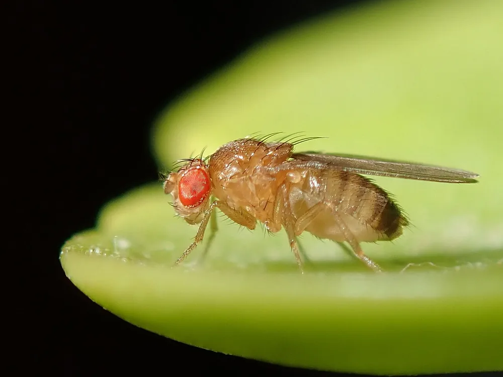 Fruit fly (Drosophila melanogaster) with red eyes on a green leaf edge