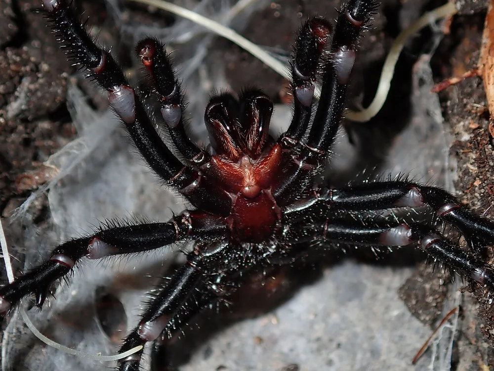 Sydney funnel-web spider (Atrax robustus) rearing up with fangs showing
