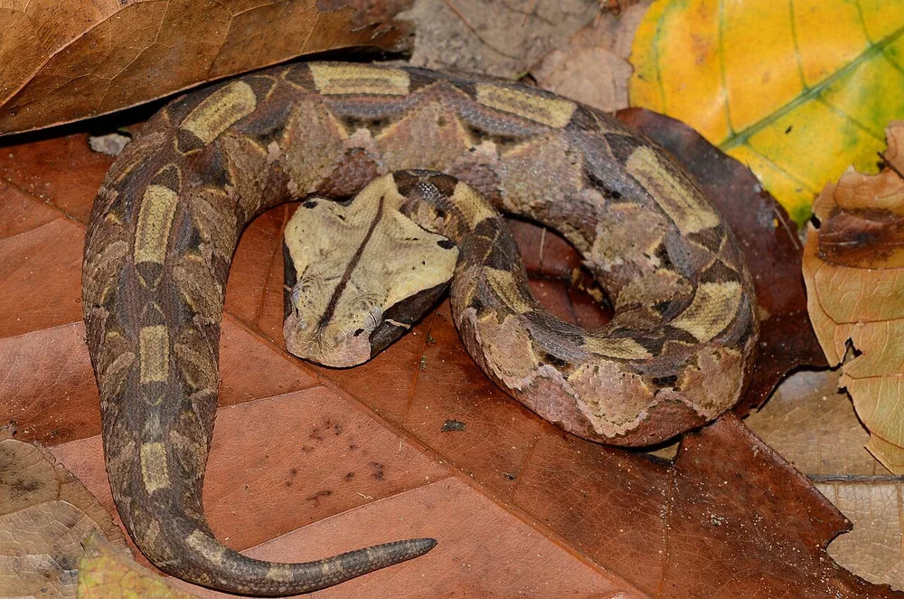 Gaboon viper (Bitis gabonica): Gaboon viper camouflaged on leaf litter