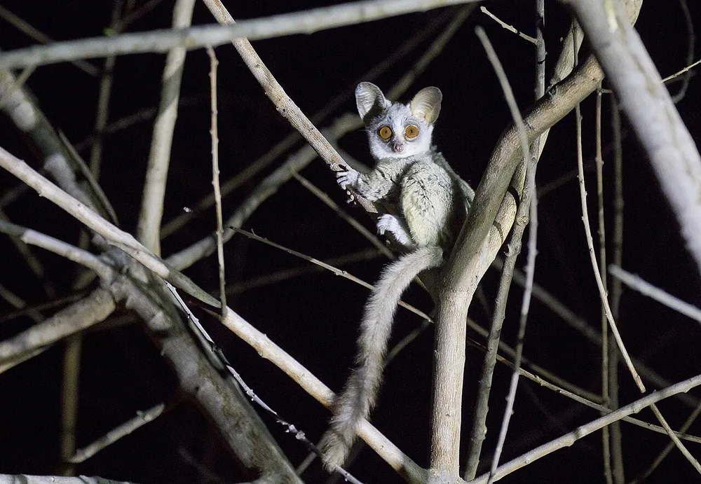 Galago (Mohol bushbaby) (Galago moholi): Mohol bushbaby with large eyes at night