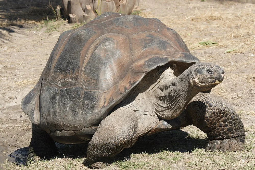Galápagos giant tortoise (Chelonoidis niger): Dome-shelled Galápagos giant tortoise