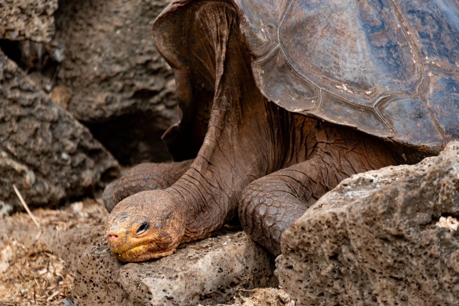 Galápagos giant tortoise resting its head on volcanic rocks