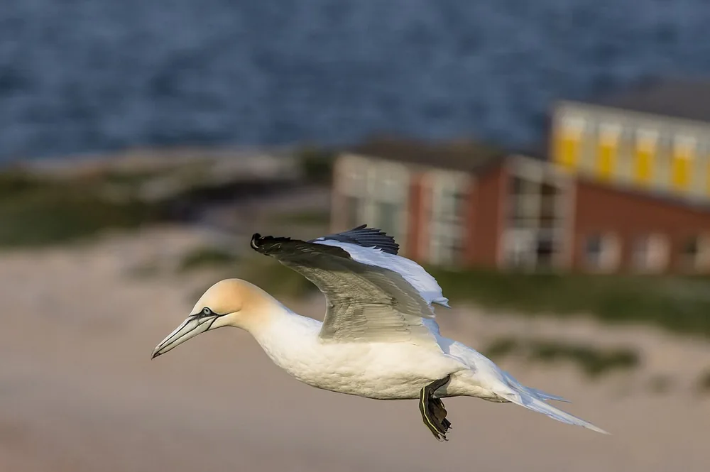 Gannet (northern) (Morus bassanus): Northern gannet in flight