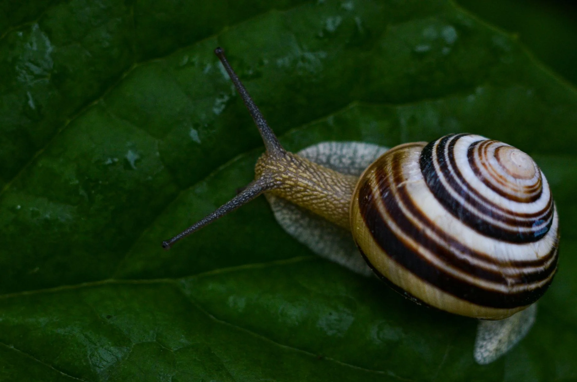 Garden snail with a striped shell crawling slowly across a green leaf