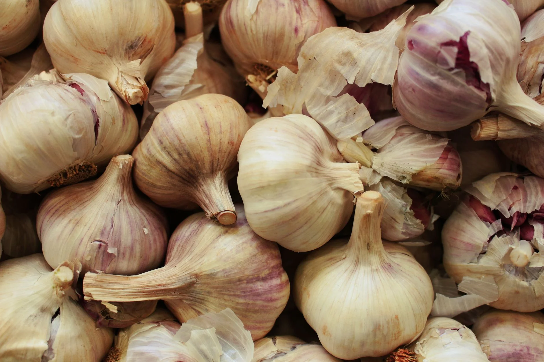Whole garlic bulbs